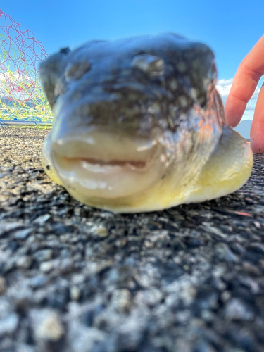 コモンフグの釣果