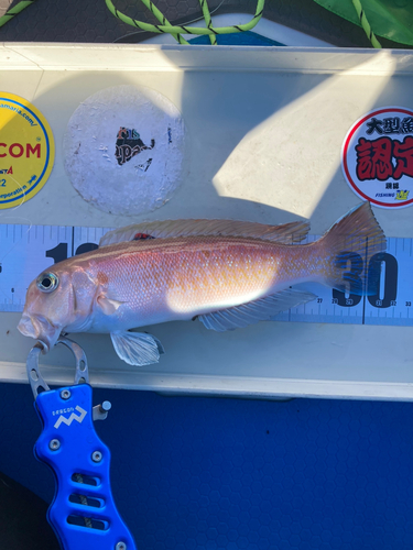 シロアマダイの釣果