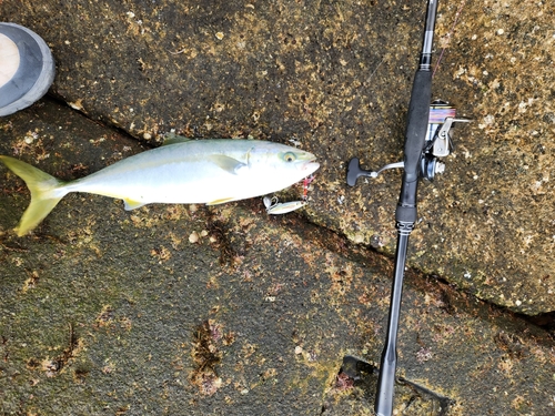 ツバスの釣果