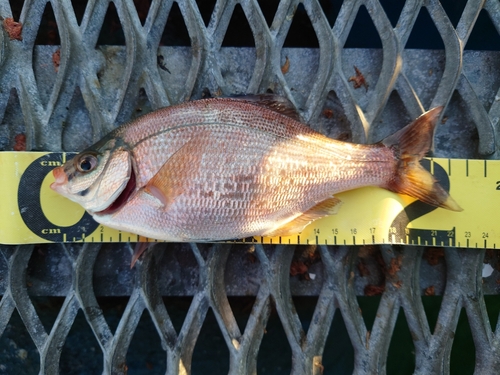 ウミタナゴの釣果