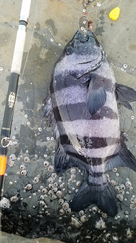 イシダイの釣果