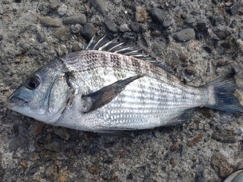 チヌの釣果