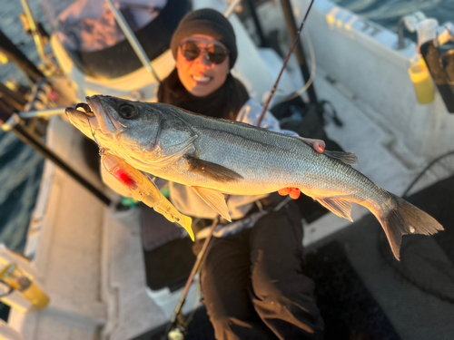 シーバスの釣果