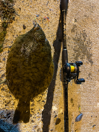 マコガレイの釣果