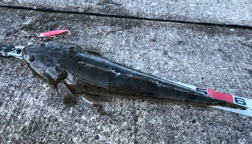 マゴチの釣果