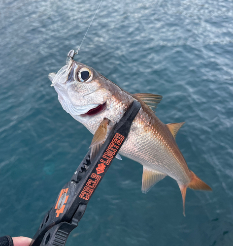 ムツの釣果