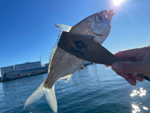 クロサギの釣果