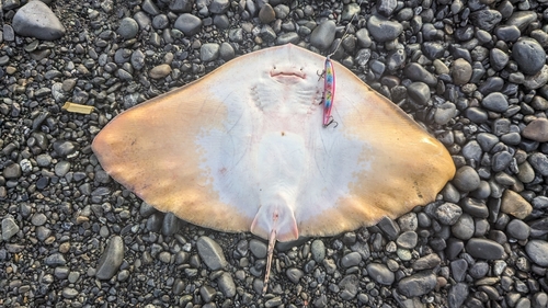 ツバクロエイの釣果