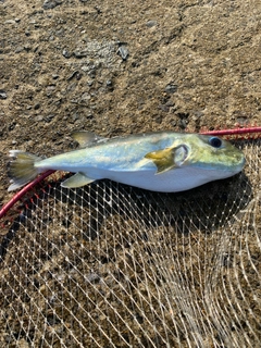 シロサバフグの釣果