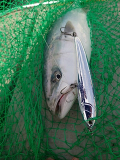 ヤズの釣果