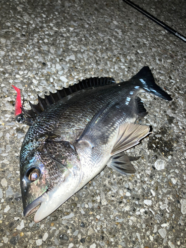 クロダイの釣果