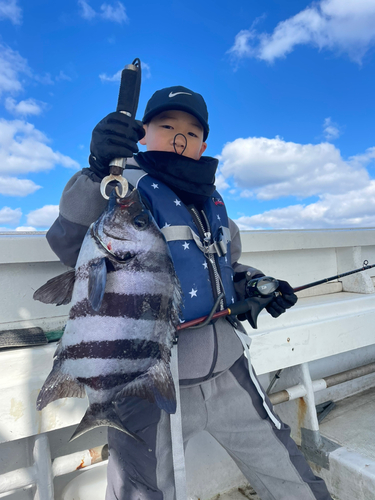 イシダイの釣果