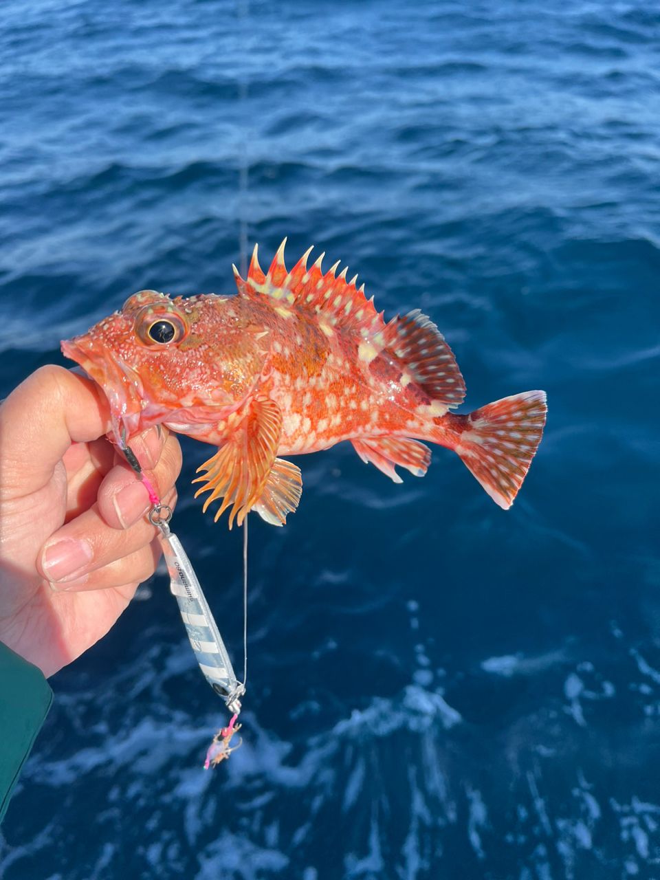 ちあきちさんの釣果 2枚目の画像