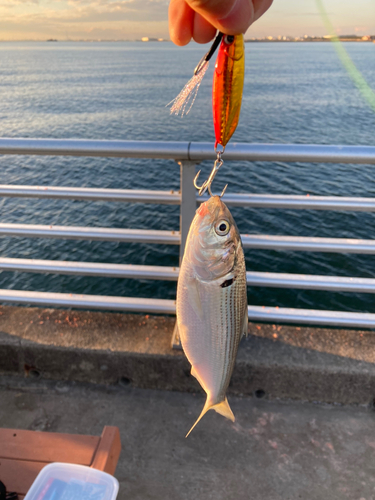 コノシロの釣果