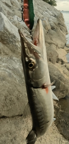 カマスの釣果