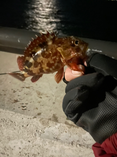 カサゴの釣果