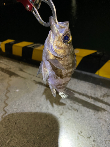 メバルの釣果