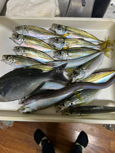 クロアナゴの釣果