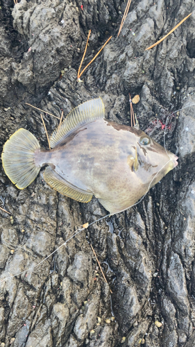 カワハギの釣果