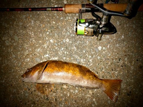 アイナメの釣果