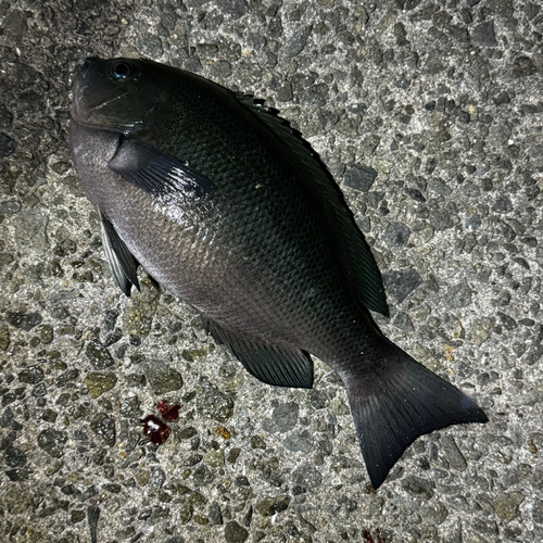 クチブトグレの釣果