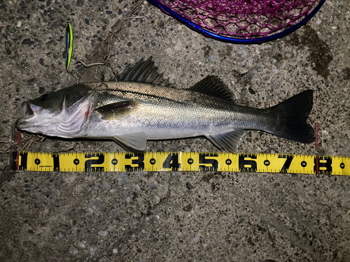 シーバスの釣果