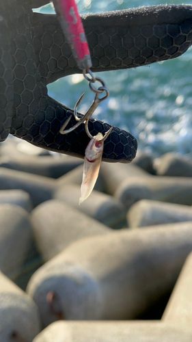 カタクチイワシの釣果