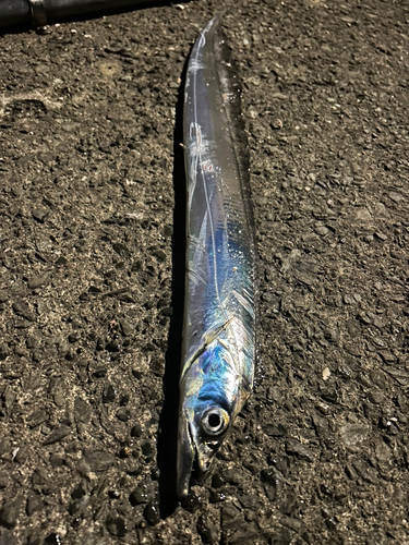 タチウオの釣果