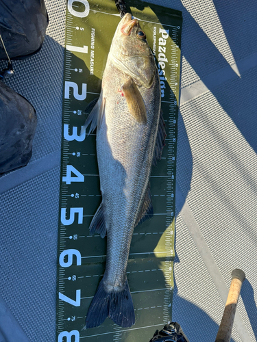 シーバスの釣果