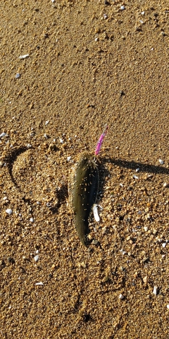 シタビラメの釣果