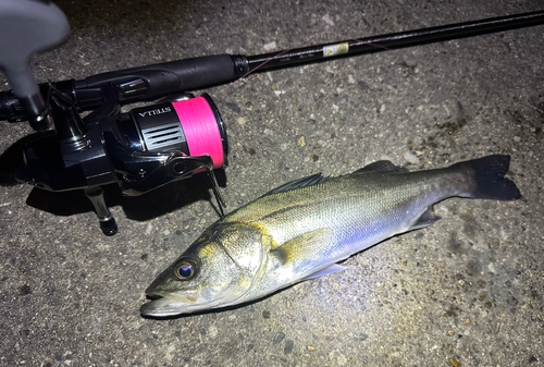 シーバスの釣果