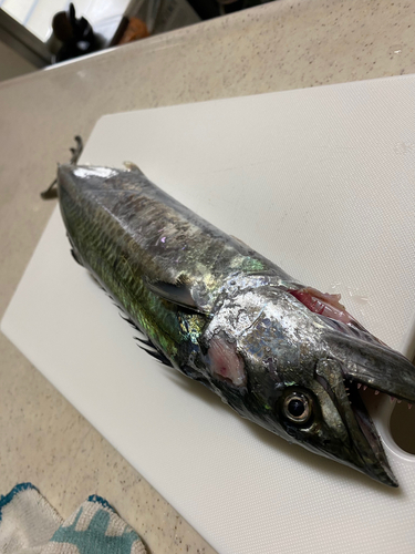 サゴシの釣果