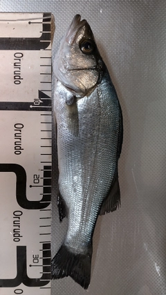 ヒラスズキの釣果