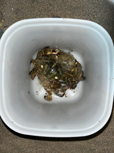 カニの釣果