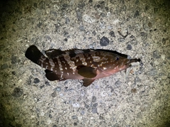 キジハタの釣果