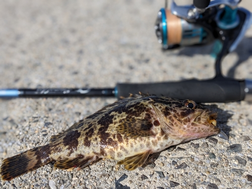 タケノコメバルの釣果