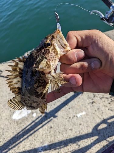 タケノコメバルの釣果