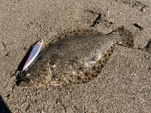 ソゲの釣果