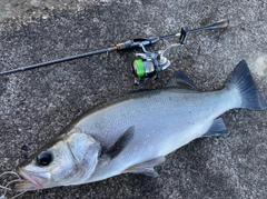 ヒラスズキの釣果