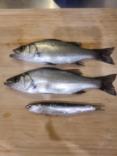 カタクチイワシの釣果