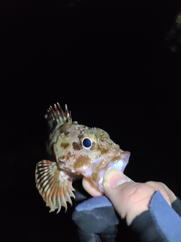 アラカブの釣果