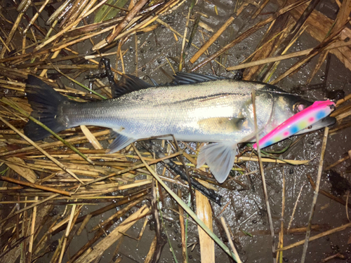 スズキの釣果