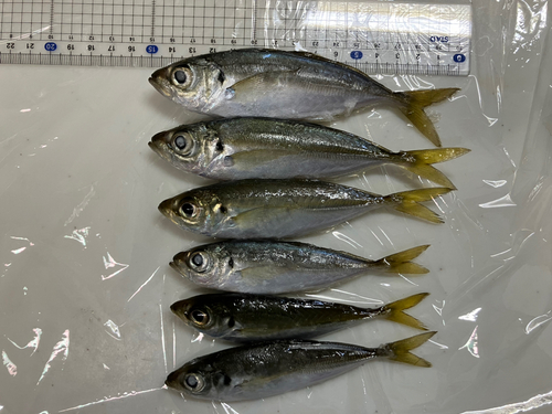 アジの釣果