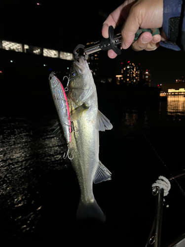 スズキの釣果