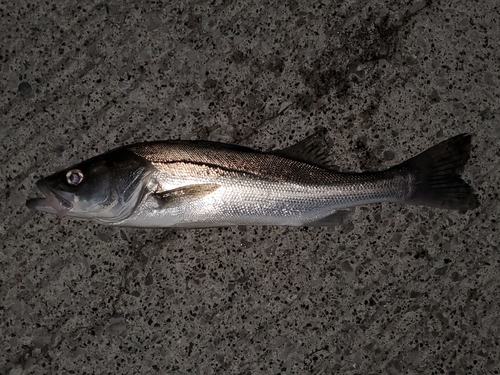 スズキの釣果