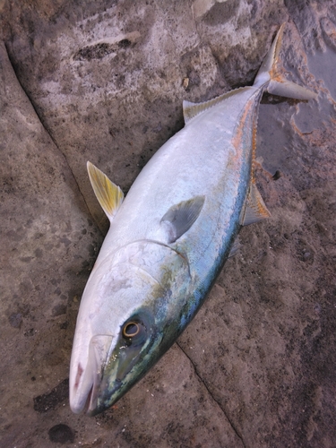 イナダの釣果