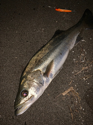 マルスズキの釣果