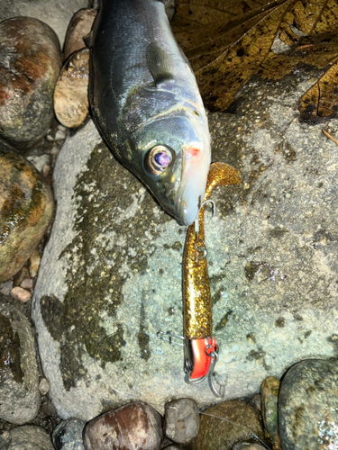 セイゴ（マルスズキ）の釣果