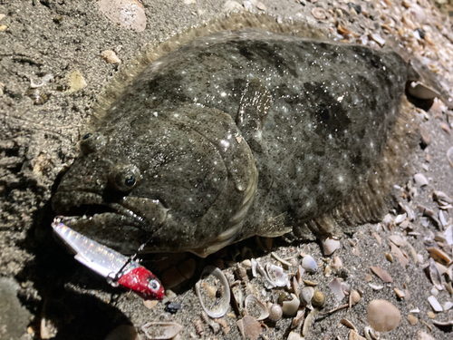 ヒラメの釣果