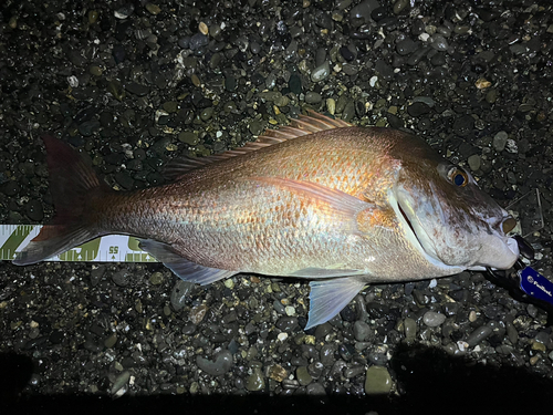 マダイの釣果